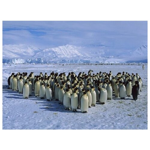      (Emperor penguins) 3 53. x 40. 1800
