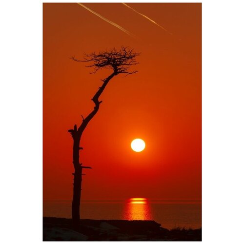       (Tree at sunset) 4 30. x 45. 1340