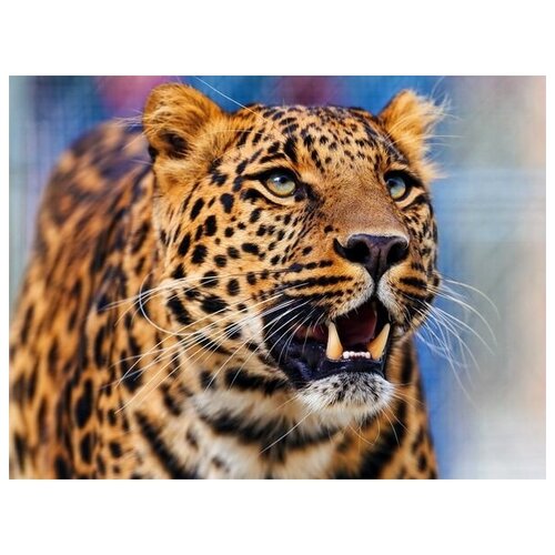     (Leopard) 8 40. x 30. 1220