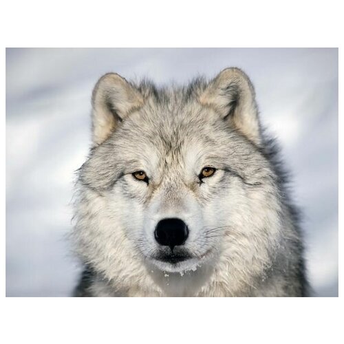     (Wolf) 4 40. x 30. 1220