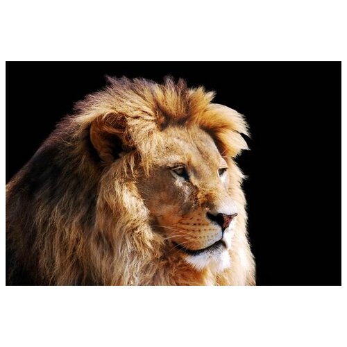     (Lion) 9 75. x 50. 2690