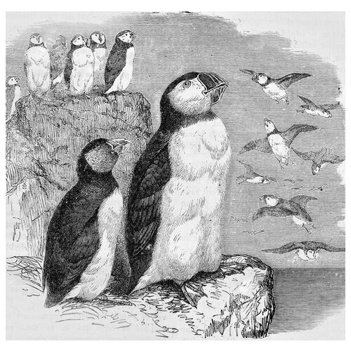     (Penguins) 4 31. x 30. 1040