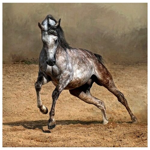      (Arabian horse) 60. x 60. 2570