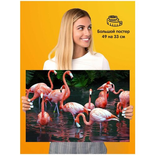   Flamingo  339