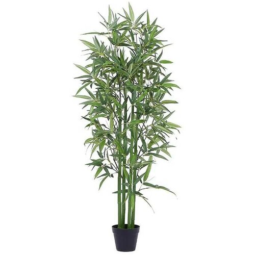   Bamboo,    60*180  7500