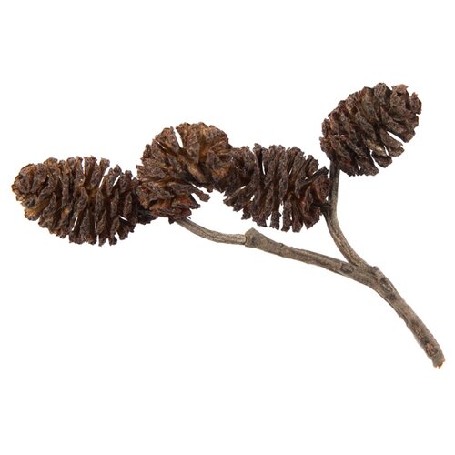 Blumentag PIF-03 ����� 10 � � 0.5 � 01 ����� 310�