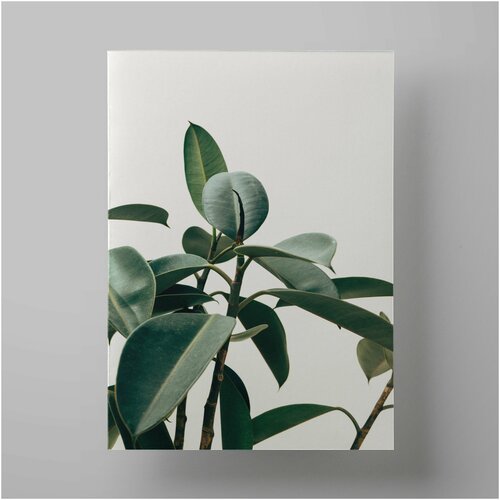   , Ficus 50x70 ,    ,  1200   