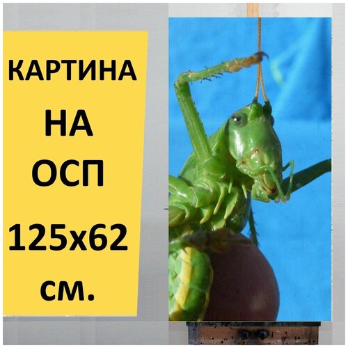 ������� �� ��� 