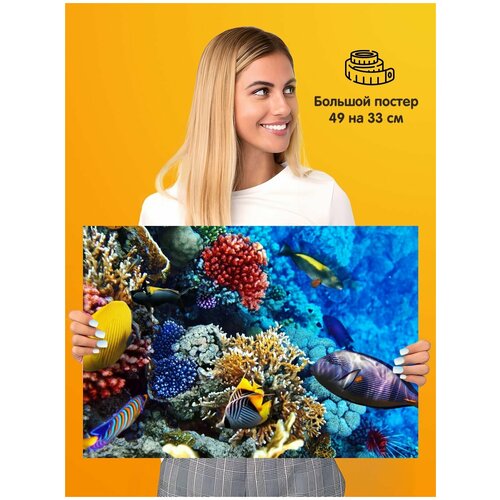 ������ ������ Fish ���� 339�