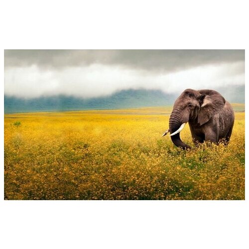     (Elephant) 10 48. x 30. 1410