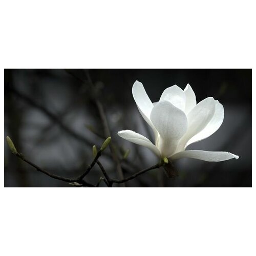      (White flower) 2 63. x 30. 1710