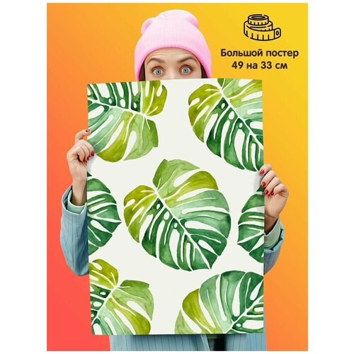    Monstera ,  339  1st color