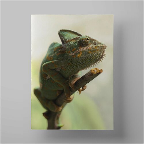   , Veiled chameleon 5070 ,     1200