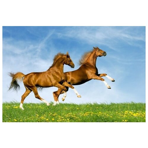     (Horses) 28 74. x 50. 2650