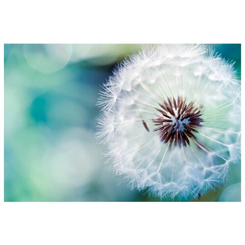     (Dandelion) 1 45. x 30. 1340