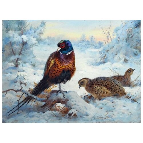     (Pheasant) 4 40. x 30. 1220