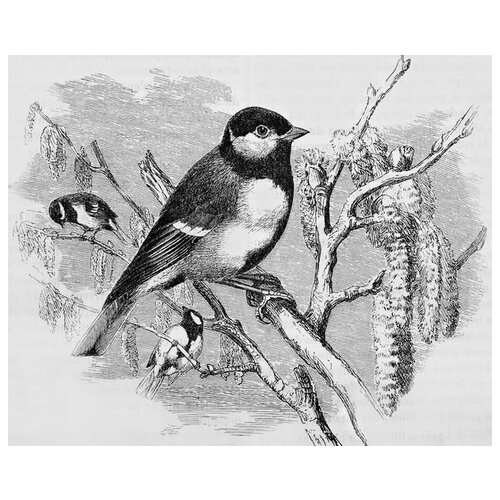       (Bird on a branch) 2 49. x 40. 1700