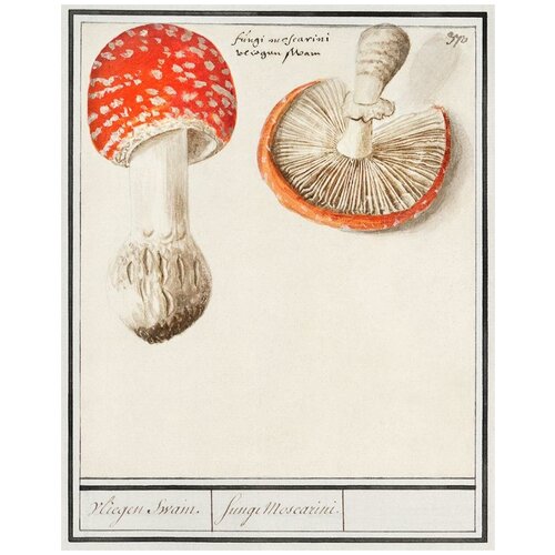  /  /   -  Amanita muscaria 4050    2590