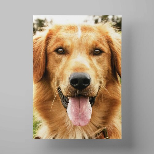   , A Dog's Purpose, 5070 ,     1200