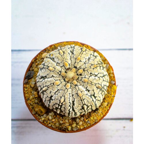������������� ������ Astrophytum Asterias 