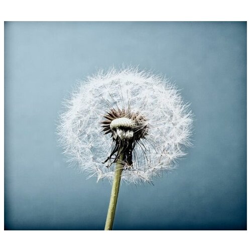     (Dandelion) 8 58. x 50. 2200