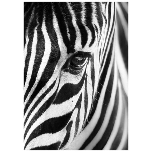     (Zebra) 7 40. x 57. 1880