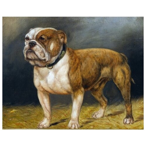     (Bulldog) 63. x 50. 2360