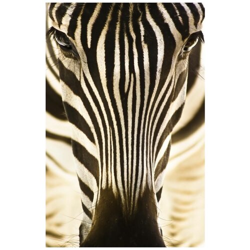     (Zebra) 4 40. x 62. 2010