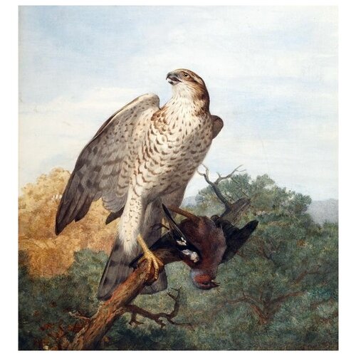      (Hawk) 5 50. x 54.,  2090   