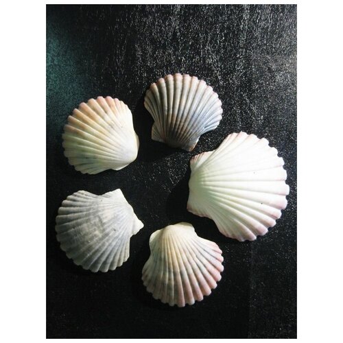      (Shells) 1 50. x 67.,  2470   