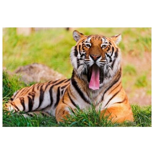     (Tiger) 14 45. x 30. 1340