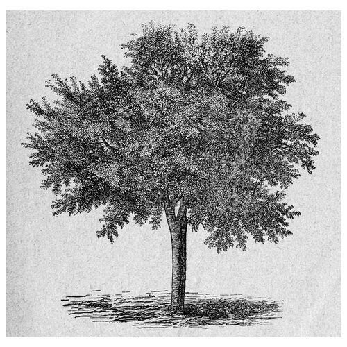      (Tree) 33 51. x 50.,  2030   