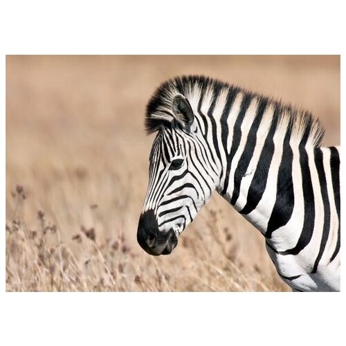     (Zebra) 6 71. x 50. 2580