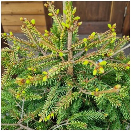    (Picea abies Ko?ca) h 40-60 4500