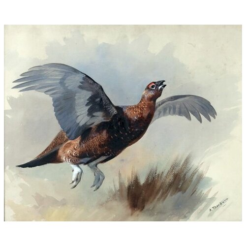    (Pheasant) 3 36. x 30. 1130