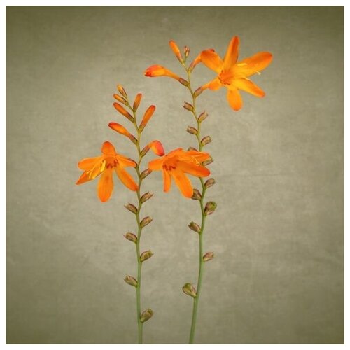       (Orange flowers) 2 60. x 60.,  2570   