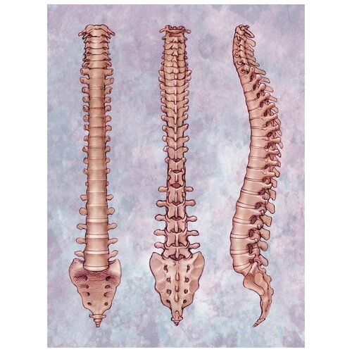     (Spine) 2 40. x 53. 1800