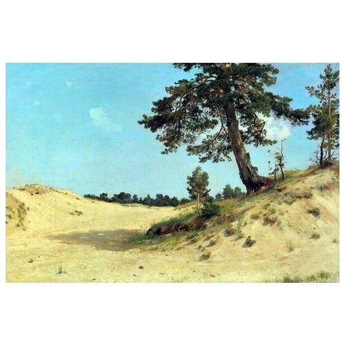       (Pine on the sand)   45. x 30. 1340