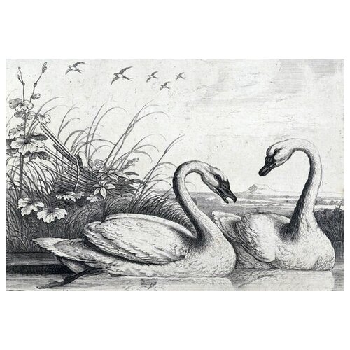     (Swans) 7 73. x 50. 2640
