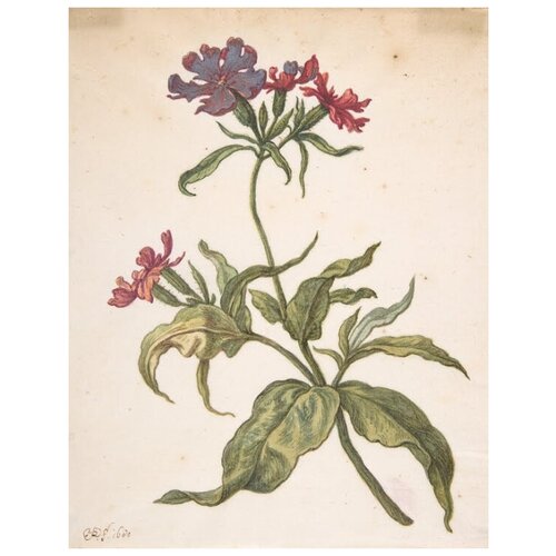       (Lychnis hirsuta)   30. x 39. 1210