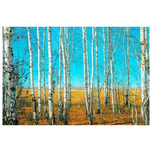     (Birch trees in a forest) 2 45. x 30. 1340