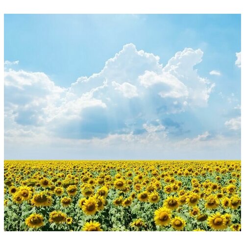       (A field of sunflowers) 33. x 30. 1070