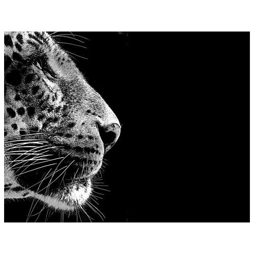    (Leopard) 12 39. x 30. 1210