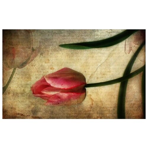     (Tulip) 2 64. x 40. 2060