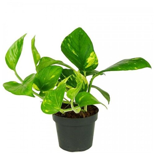 ���������� ���������� (Epipremnum Aureum) 12/15 1050�