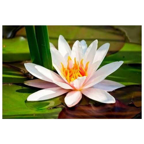     (Lotus) 1 74. x 50. 2650