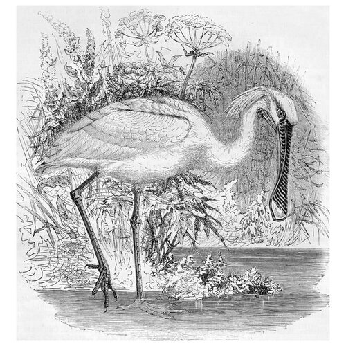     (Pelicans) 40. x 43. 1560