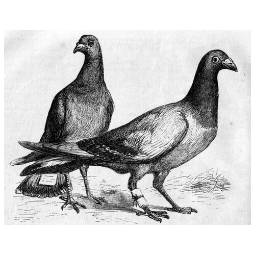     (Pigeons) 3 38. x 30. 1200