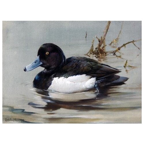     (Duck) 41. x 30. 1260