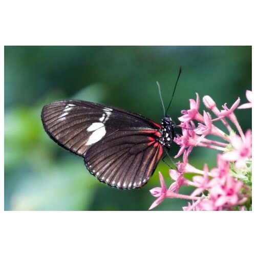     (Butterfly) 11 75. x 50. 2690